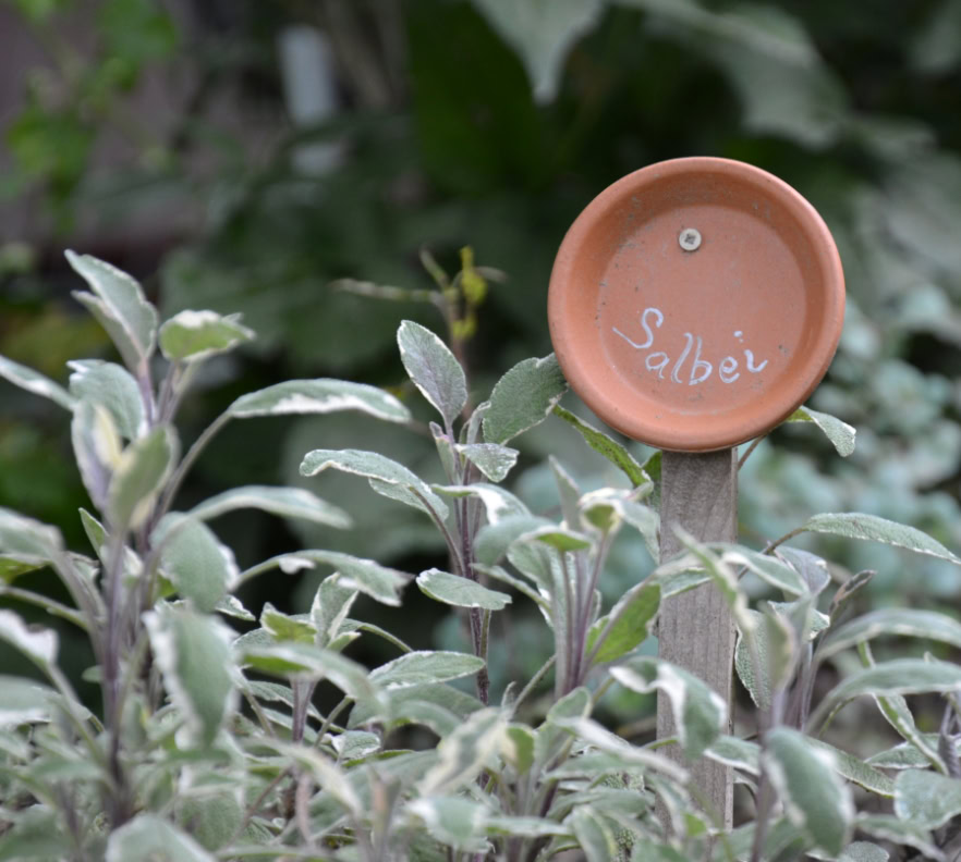 salbei im kräutergarten 