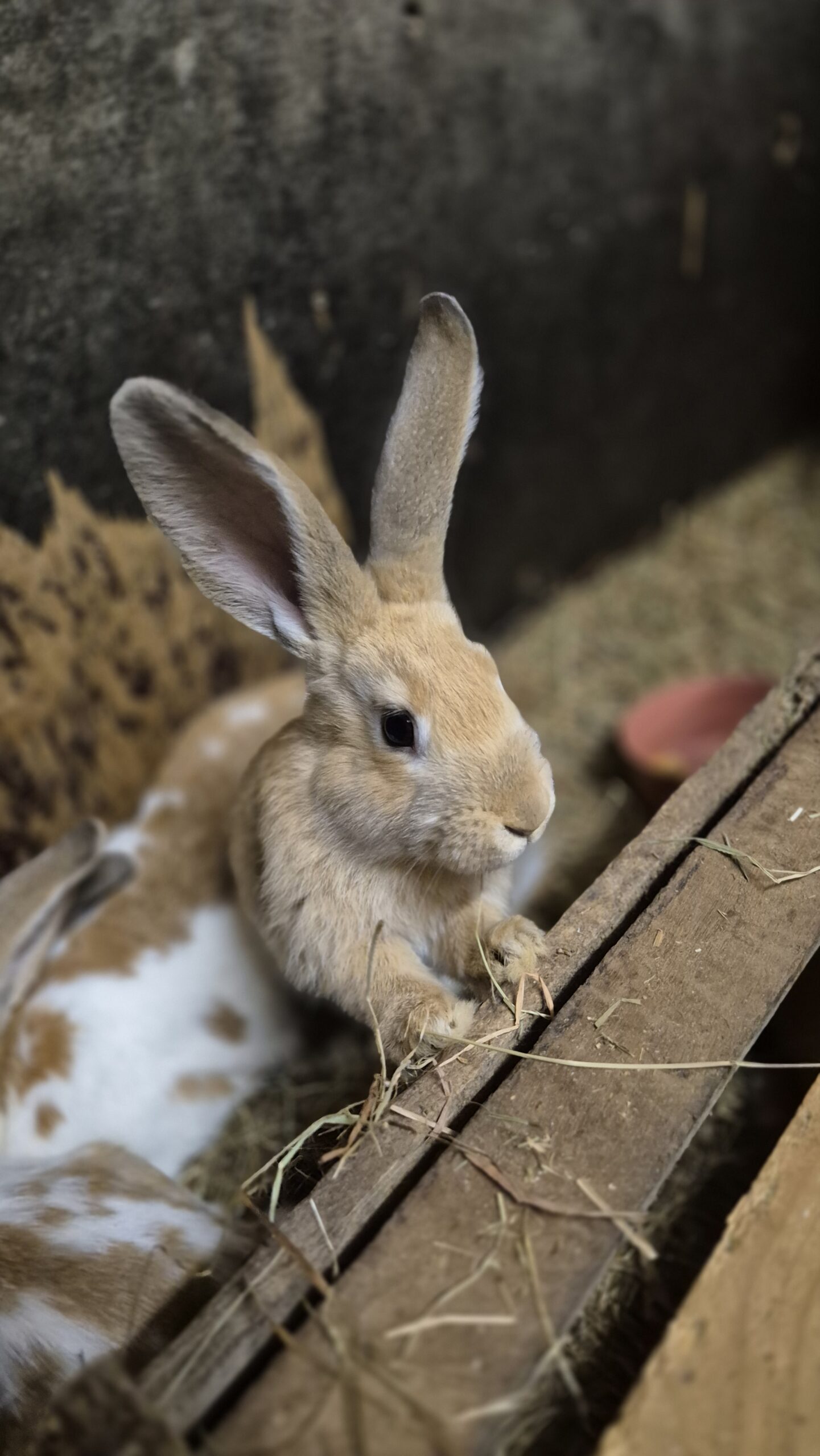 brauner junger hase im stall