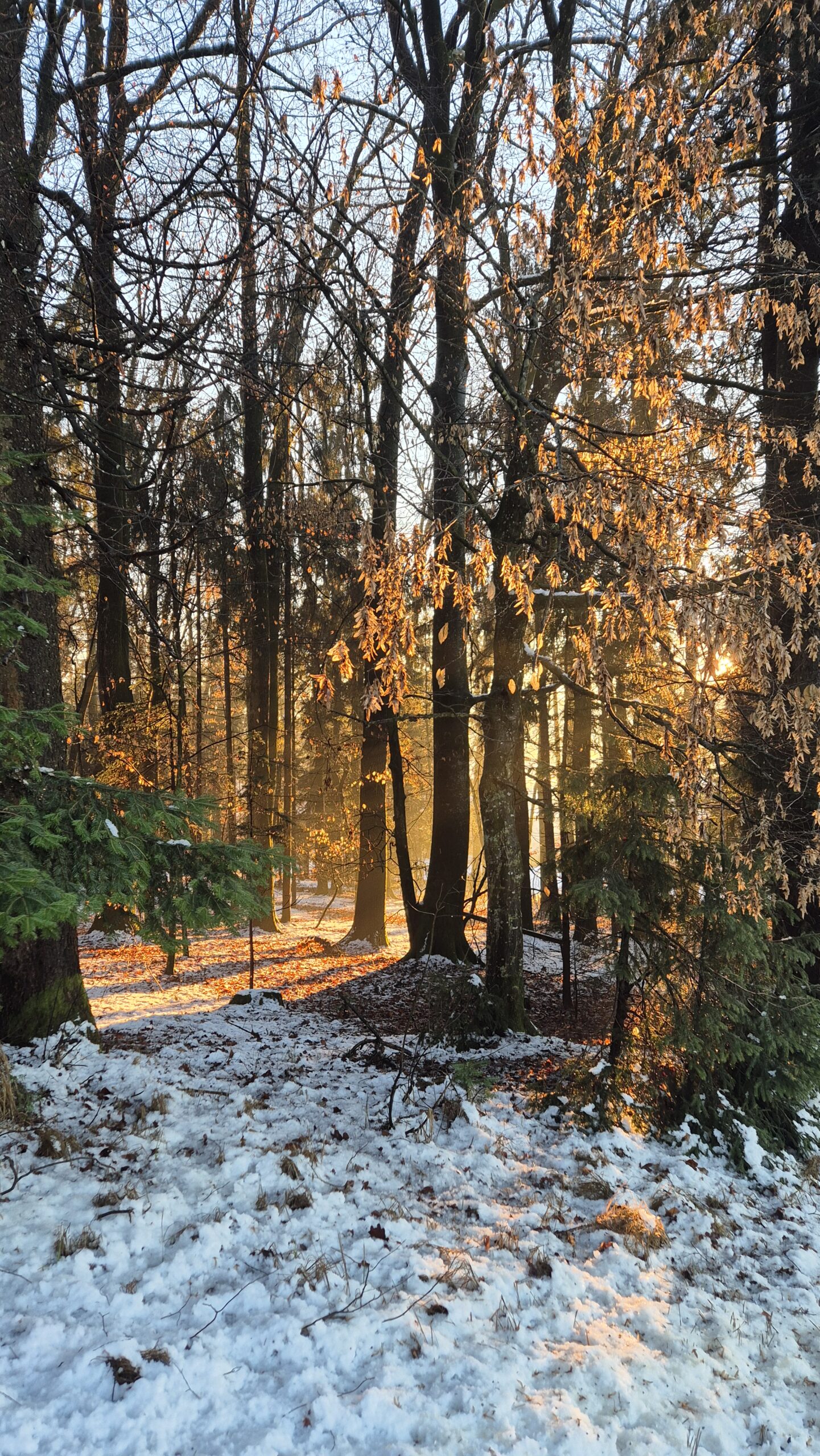 wald im winter im sonnenuntergang